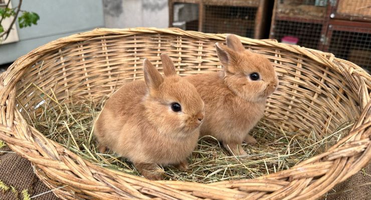 Adana Büyümeyen Tavşan