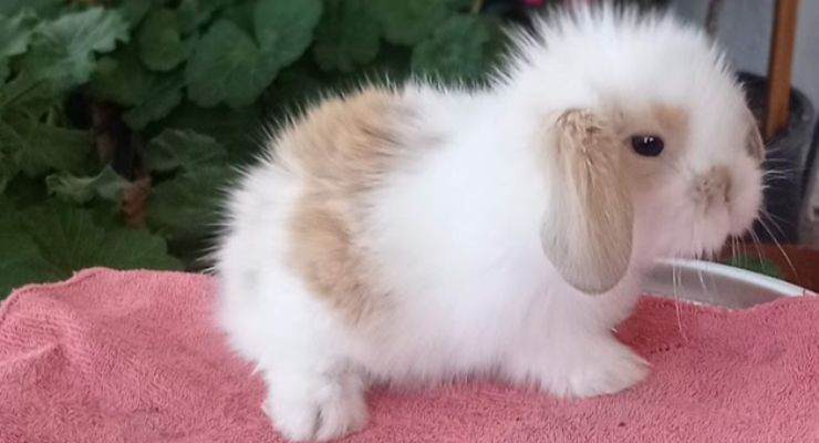 Adana Hollanda Lop Tavşan